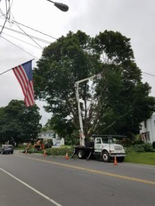 Tree Removal & Stump Grinding Company in Southington, CT