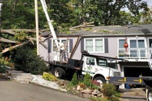 Emergency Tree Removal & Storm Damage Repair in Woodbridge, CT