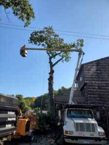 Tree & Stump Removal Project in Woodbridge, CT