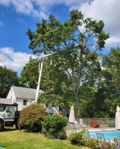 Large Tree Removal in Naugatuck, CT