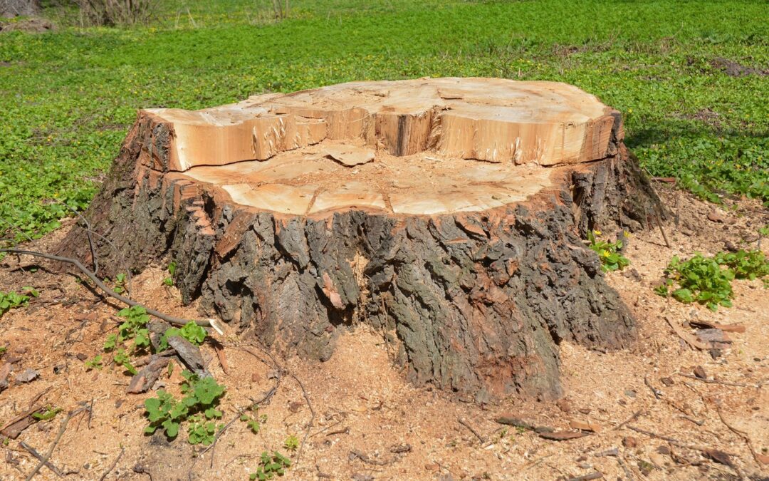 Stump Removal vs Stump Grinding | Naugatuck, CT