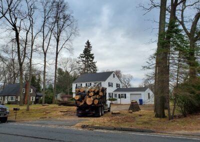 Large Tree Removal Project in Watertown, Connecticut