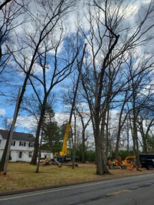 Large Tree Removal Project in Watertown, Connecticut