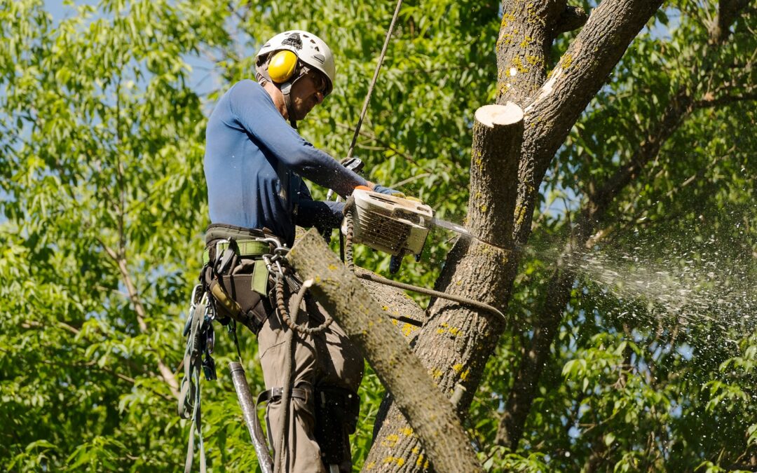 Watertown, CT Tree Removal Company | Tree Maintenance Service