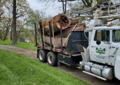 Tree Removal Project in Watertown, CT