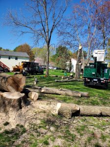 Hillview Tree Service - Tree Removal Project