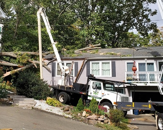 How Much Does Large Tree Removal Cost in Naugatuck, CT?