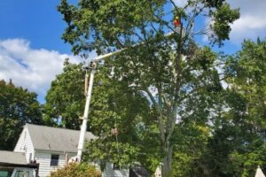 Bucket Truck Tree Removal Services in Naugatuck, CT