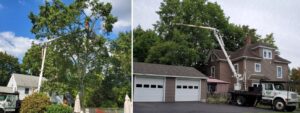Naugatuck, CT Tree Removal Company