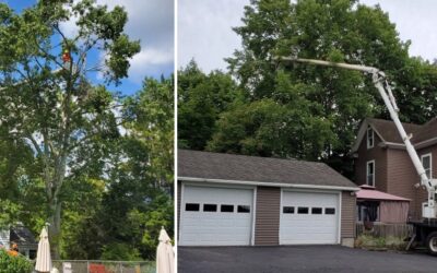 Bethany, CT | Best Tree Removal Service Near Me | Tree Cutting
