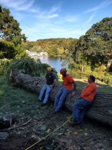 Tree Removal Project in Beacon Falls by Hillview Tree Service