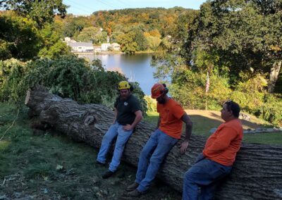 Tree Removal Project in Beacon Falls by Hillview Tree Service