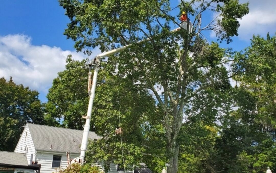 Storm Damaged Tree Removal Tips by Tree Service Experts