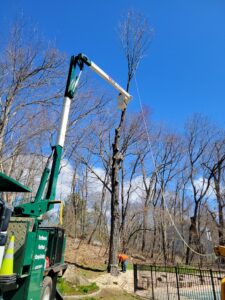 Best Tree Services | Watertown, CT | Tree Removal Company