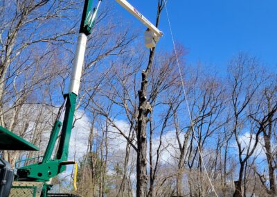 Best Tree Services | Watertown, CT | Tree Removal Company