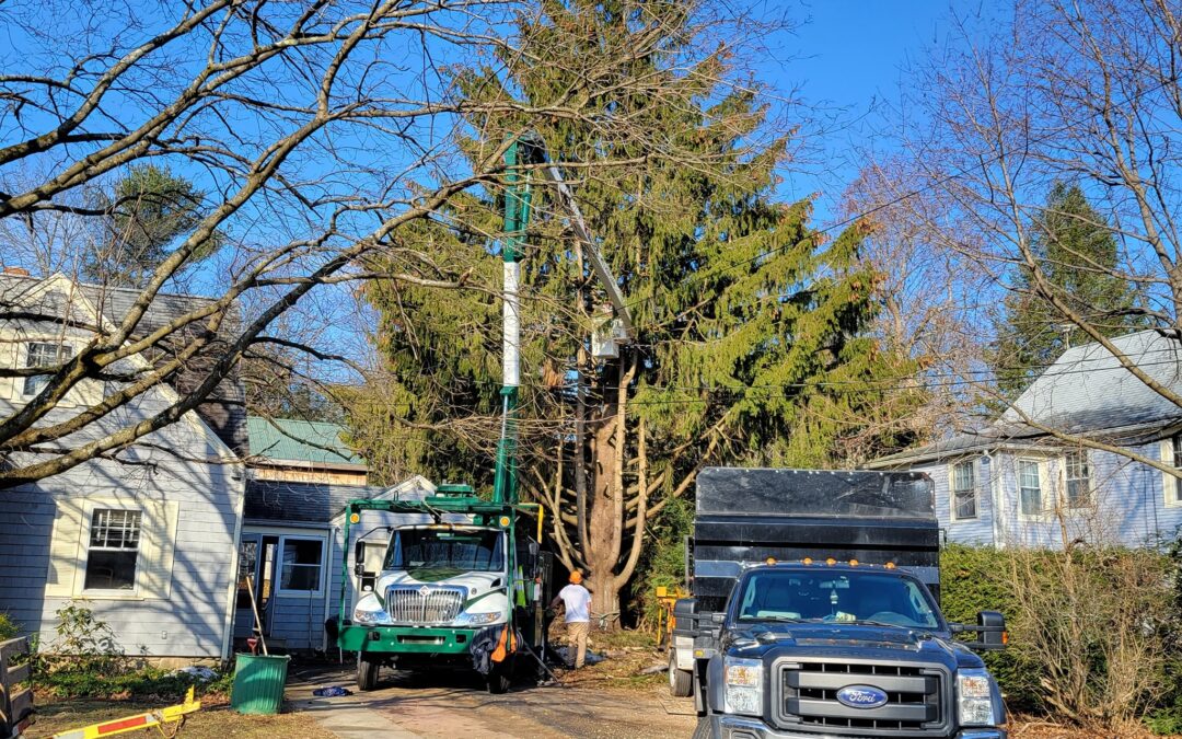 4 Signs That You Need Tree Removal Services | Morris, CT