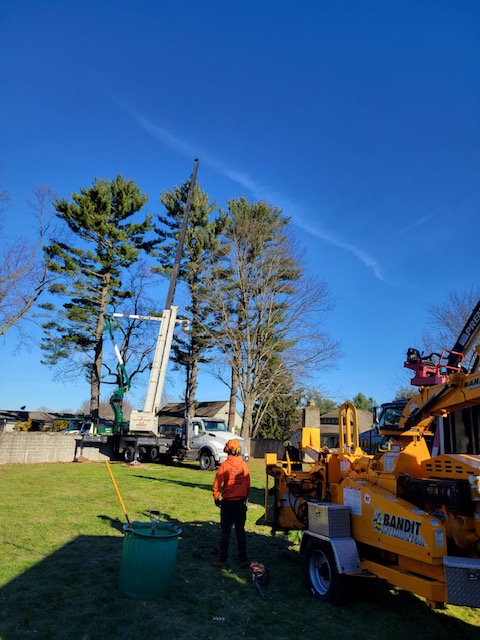 Best Tree Removal & Stump Grinding | Terryville, CT