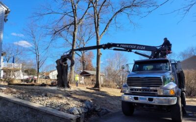 Affordable Tree Removal Services Near Me | Naugatuck, CT