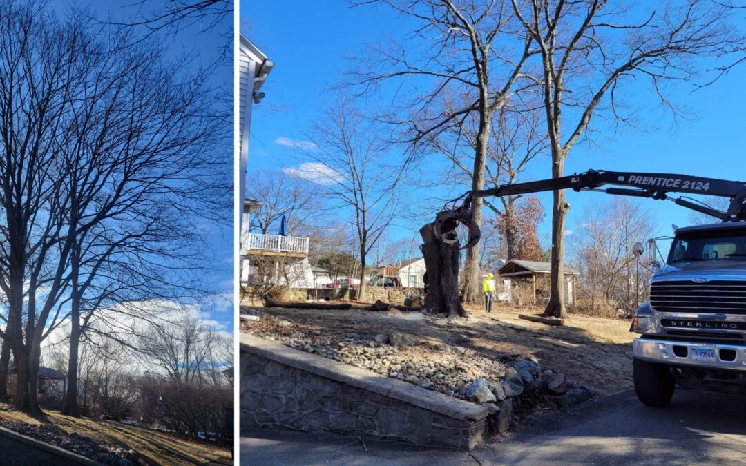 Large Tree Removal Project in Wolcott, CT by Hillview Tree Service