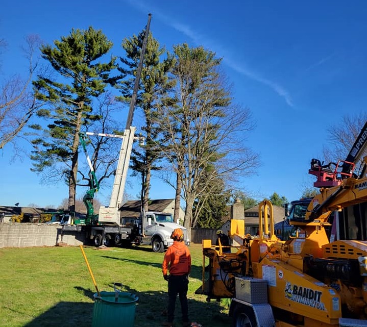 Seymour, CT | Benefits of Crane Service Tree Removal