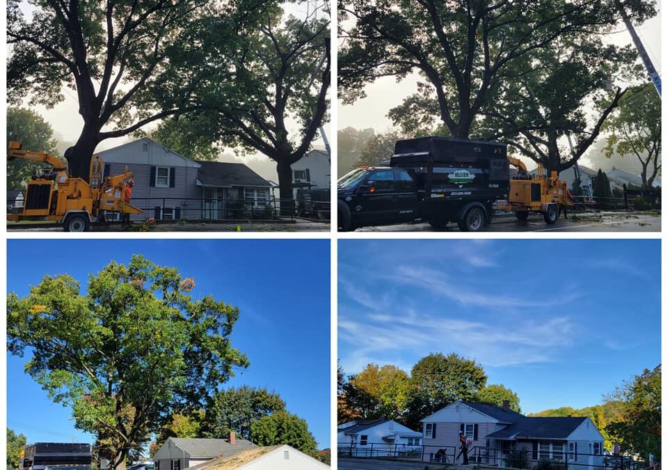 Tree Removal Project in Oxford, CT by Hillview Tree Services