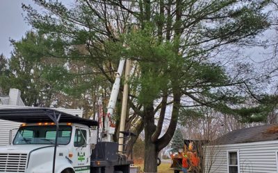 Best Tree Removal Service in Wolcott, CT