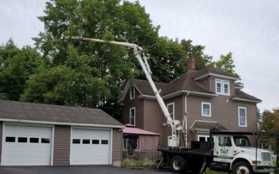 Safe & Affordable Tree Removal Service in Prospect, CT by Hillview Tree Service