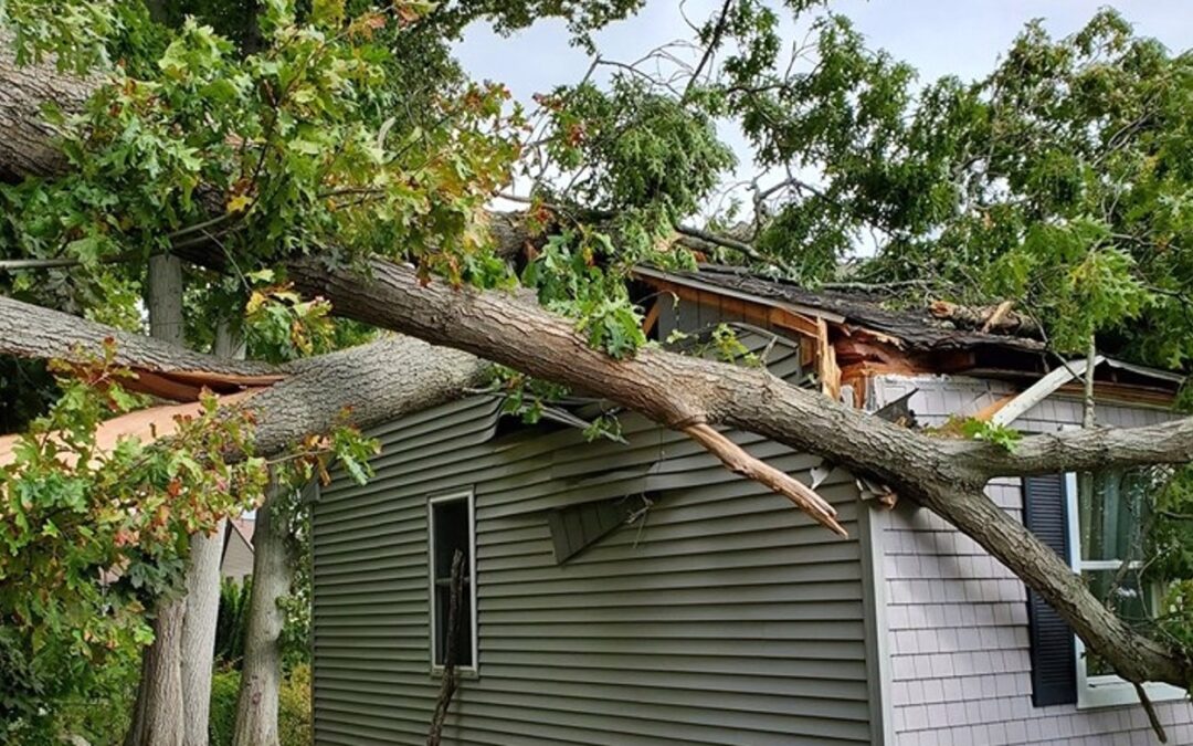 Emergency Tree Removal Company in Waterbury, CT