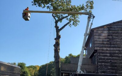 Large Tree Removal & Site Clearing Contractors in Litchfield, CT
