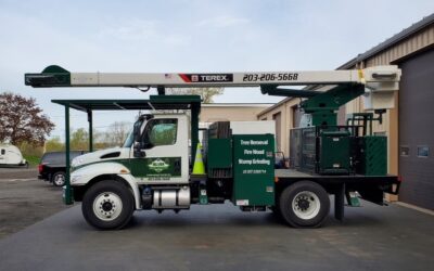 How Much Does it Cost to Remove a Tree in Waterbury, CT?