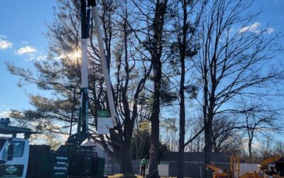 Crane Services & Buck Truck Services for Tree Removals in Ansonia, CT