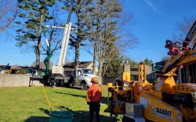 How Much Does Tree Removal Cost in Litchfield County, CT?