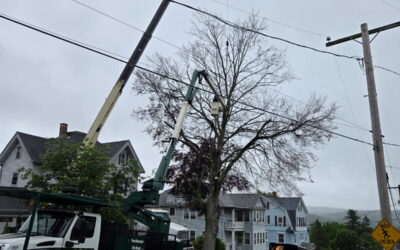 Best Tree Removal Company | Prospect, CT | Tree Removal Costs