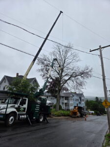 Hillview Tree Service in Naugatuck, CT