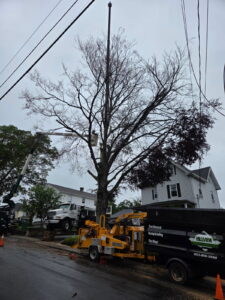 Hillview Tree Service in Naugatuck, CT