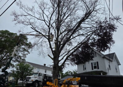 Hillview Tree Service in Naugatuck, CT