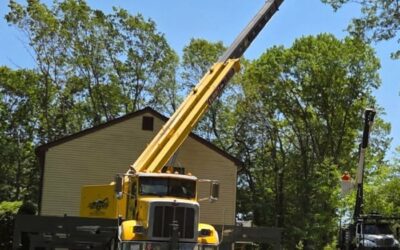 Professional Tree Maintenance & Removal Services in Waterbury, CT