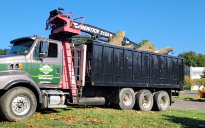 Prospect, CT | Tree Service | Tree Removal Contractor Near Me